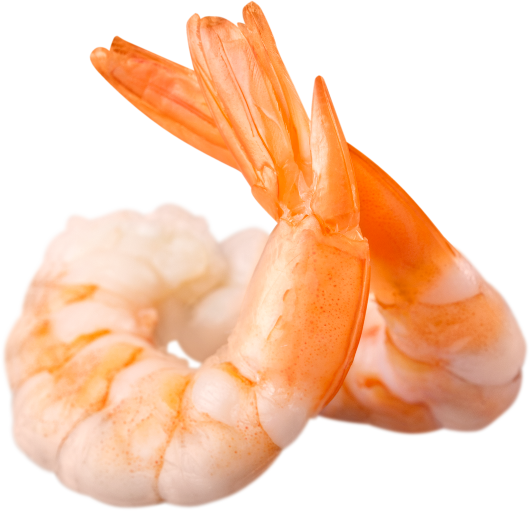 Shrimp